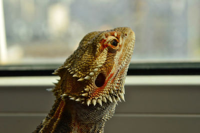 Close-up of a lizard