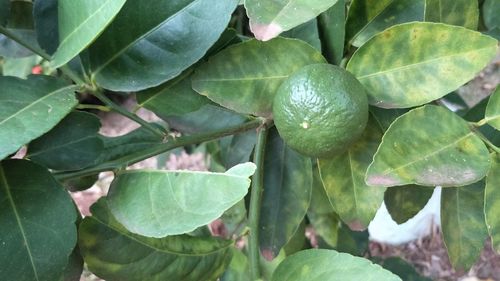 High angle view of fruits growing on plant