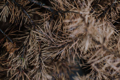 Close-up of dried plant