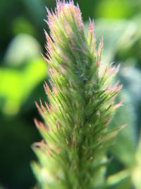 Close-up of plant