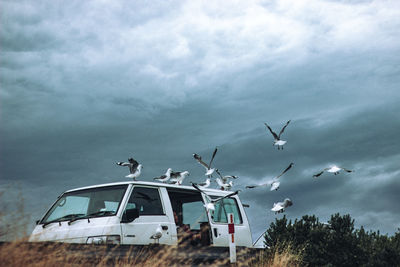 Low angle view of seagulls flying in sky