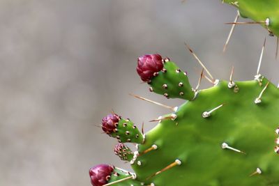 Close-up of fruits growing on plant