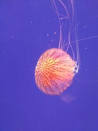 Close-up of jellyfish swimming in sea