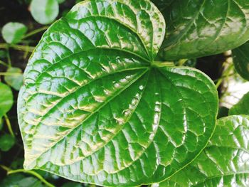 Close-up of water drops on leaves