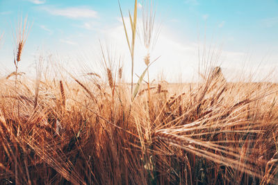 Close-up of wheat field against sky