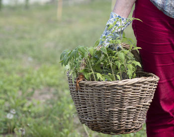 Midsection of man holding basket in field