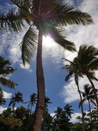 Low angle view of palm trees against sky