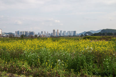 field