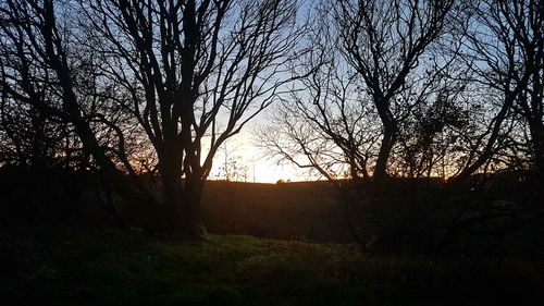 Silhouette of trees at sunset