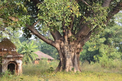 Plants growing on tree trunk