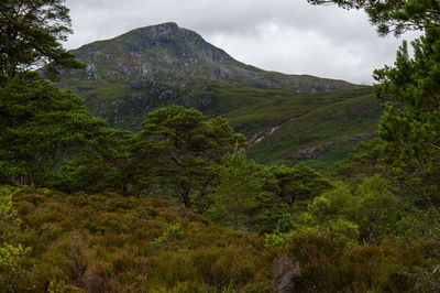 Scenic view of forest against sky