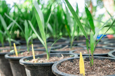 Close-up of potted plant on field