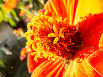 Close-up of pink flower