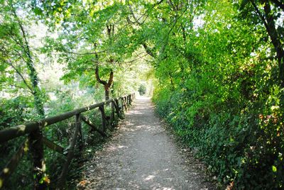 Walkway amidst trees