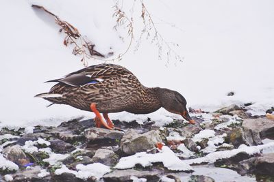 Bird perching on snow during winter