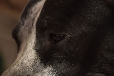 Close-up of a dog