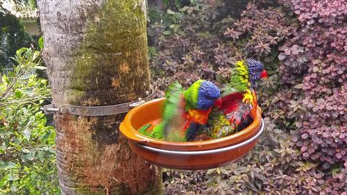 High angle view of multi colored vegetables on tree trunk