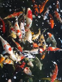 Full frame shot of koi craps swimming in lake