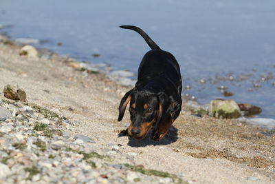 Black dog lying on beach