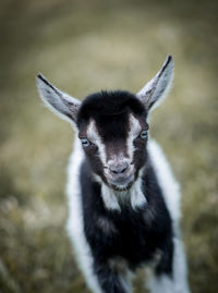 Close-up portrait of rabbit on field