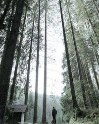 Low angle view of bamboo trees in forest