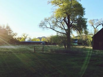 Trees on grassy field against clear sky