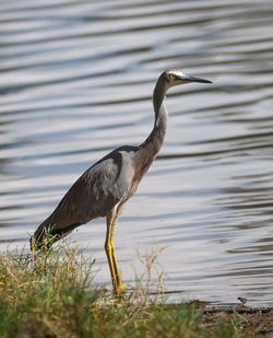 High angle view of gray heron on lake