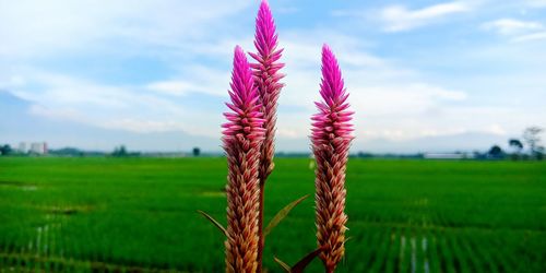 Close-up of pink plant on field against sky