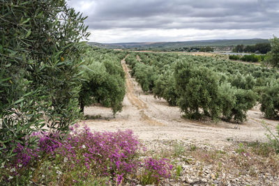 Scenic view of agricultural field against sky