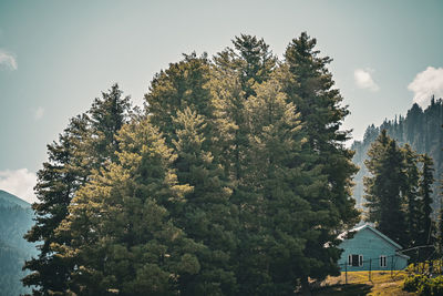 Low angle view of trees against sky