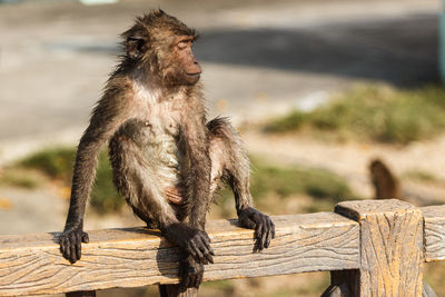 Wet long-tailed macaque sitting on wooden railing in zoo