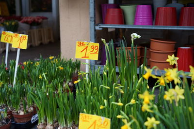 Daffodil flower pots for sale at market