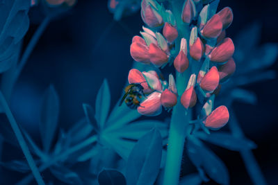 Close-up of honey bee pollinating flower