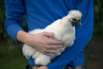 Full body image of a white silkie chicken hen as she is carried by a young man