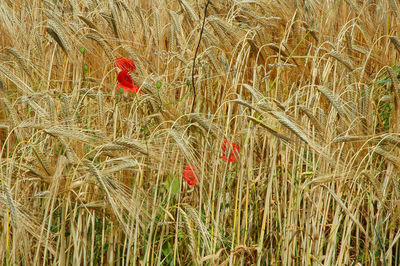 Wheat growing on field