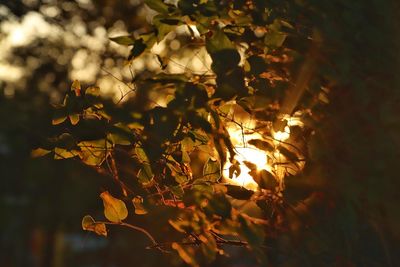 Low angle view of leaves on tree