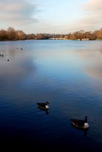 Ducks in water
