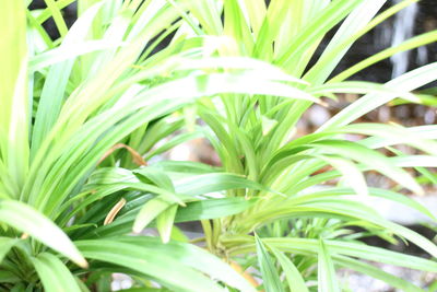 Close-up of fresh green plant