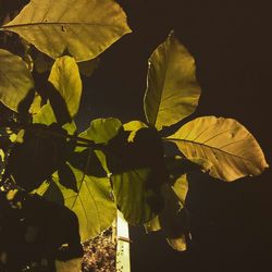 Leaves on ground