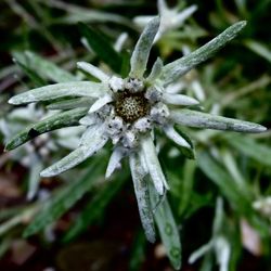 Close-up of flowers against blurred background
