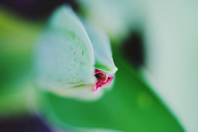 Close-up of pink flower