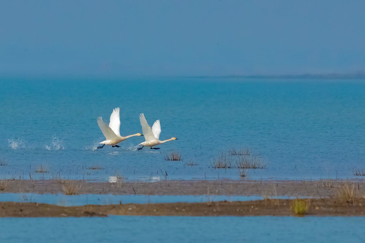 BIRDS FLYING OVER SEA