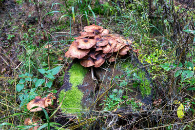 Close-up of mushroom growing on field