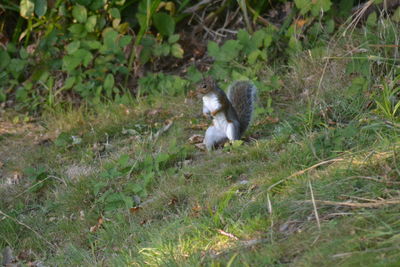 Monkey on grass