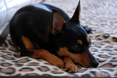 Close-up of a dog resting