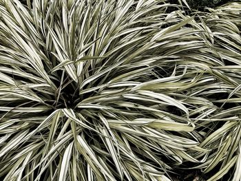 Full frame shot of palm leaf