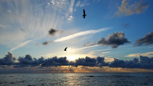 Birds flying over sea against sky