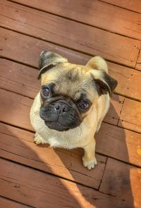 High angle view of dog on hardwood floor