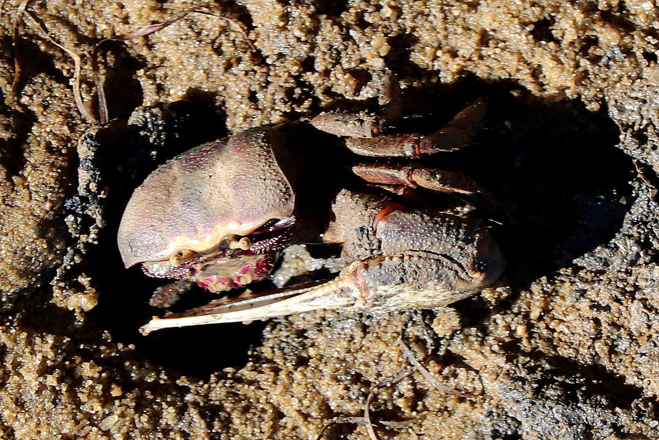 CLOSE-UP OF SHELLS ON THE SEA