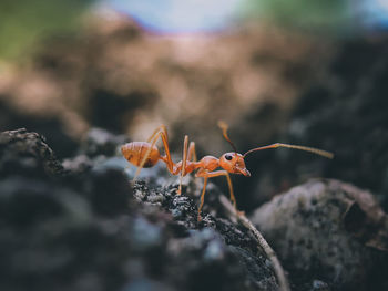 Close-up of insect on rock